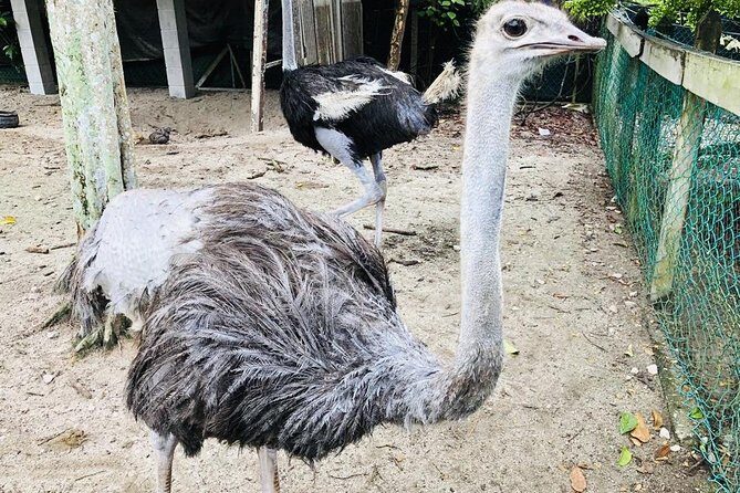 Johor Tour Ends in Singapore - Ostrich Farm, Beach, Waterfall, Fireflies [Car] - Who Would Enjoy This Tour?
