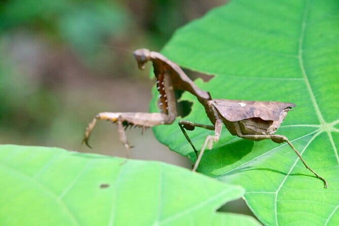Jungle Immersion Trek 2 Days and 1 Night - Summary & Who Should Consider This Tour