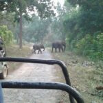Jungle safari near Rishikesh inside Rajaji National Park - Authentic Insights from Reviewers