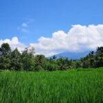 Jungle Trekking at Mt. Batukaru, scenic Waterfall & village life - What Makes This Tour Stand Out?