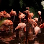 Jurong Bird Park Bird Photography - FAQ