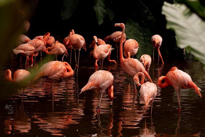 Jurong Bird Park Bird Photography - FAQ