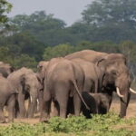 Kalawewa National Park Guided 4WD Safari - The Itinerary: What To Expect