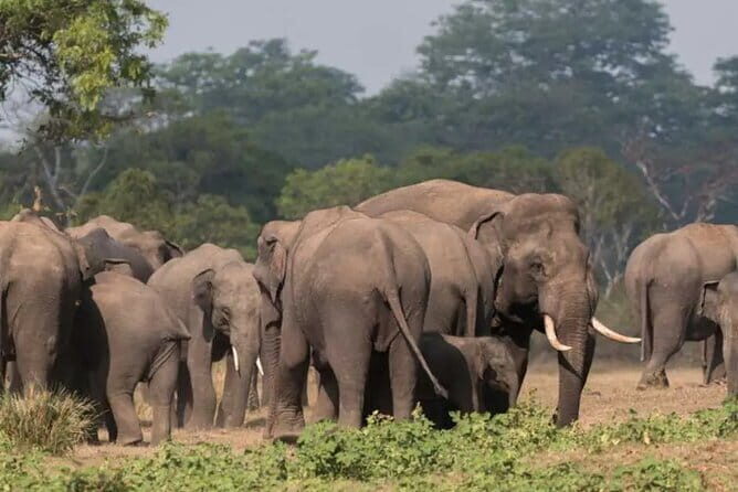 Kalawewa National Park Guided 4WD Safari - The Itinerary: What To Expect