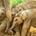 Kalawewa National Park Private Safari - Who Will Love This Safari?