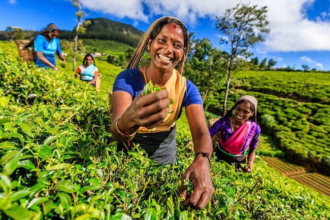 Kandy All Inclusive Day Tour from Colombo - What’s Included & What’s Not