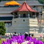 Kandy Day Tour From Colombo with Pinnawala - Transportation and Timing