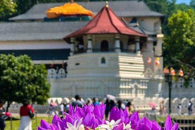 Kandy Day Tour From Colombo with Pinnawala - Transportation and Timing