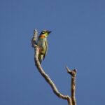 Karnala Bird Sanctuary Excursion From Mumbai - Is This Tour Worth the Price?