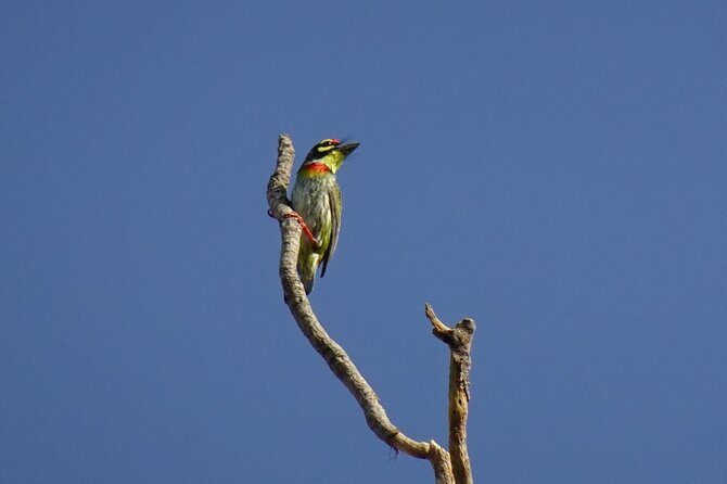 Karnala Bird Sanctuary Excursion From Mumbai - Is This Tour Worth the Price?