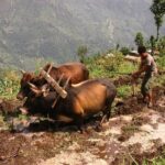 Kathmandu Tour - 2 Full day Cultural exploration - Why You Should Consider This Tour