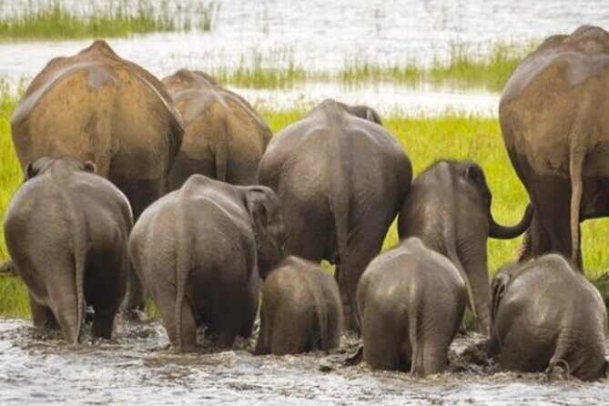 Kaudulla Jeep Safari & Dambulla Day Tour From Trincomalee - Practical Details: What You Should Know