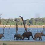 Kaudulla National Park Entrance Ticket with Private Safari - Final Thoughts