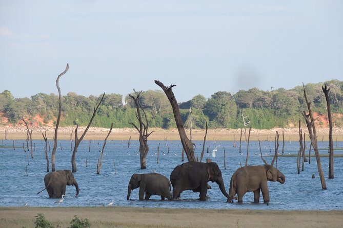 Kaudulla National Park Entrance Ticket with Private Safari - Final Thoughts