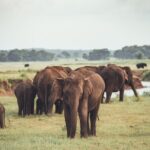 Kaudulla national park from Negombo inclusive of jeep safari - Frequently Asked Questions
