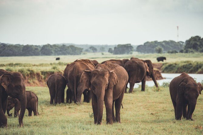 Kaudulla national park from Negombo inclusive of jeep safari - Frequently Asked Questions