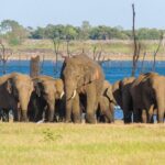 Kaudulla National Park Private Safari - What to Expect on the Safari
