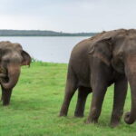 Kaudulla National Park Private Safari from Habarana - How the Tour Works: Logistics and Practicalities