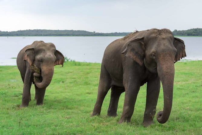 Kaudulla National Park Private Safari from Habarana - How the Tour Works: Logistics and Practicalities