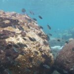 Kayak and Snorkel Tour Half Day - FAQs
