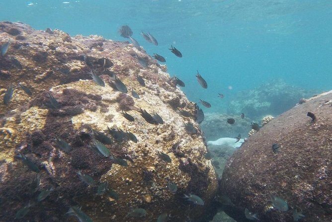 Kayak and Snorkel Tour Half Day - FAQs