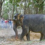 Khaolak Wild Ride and Gentle Giants Experience - Practical Details and What to Expect