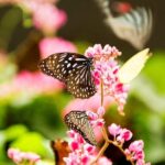 KL Go Nature - Orchid Garden, Bird Park & Butterfly Park Tour - Practicalities and Value