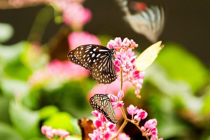 KL Go Nature - Orchid Garden, Bird Park & Butterfly Park Tour - Practicalities and Value