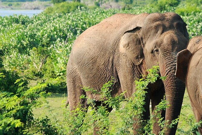 Knuckles and Wasgamuwa trail from Colombo - What’s Included and What to Consider