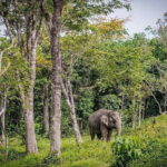 Krabi Immersive Elephant Sanctuary Experience - What the Reviews Reveal