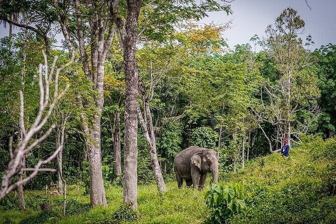 Krabi Immersive Elephant Sanctuary Experience - What the Reviews Reveal
