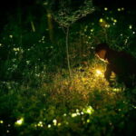 Kuala Lumpur - Fireflies Tour Including Riverside Dinner - FAQ