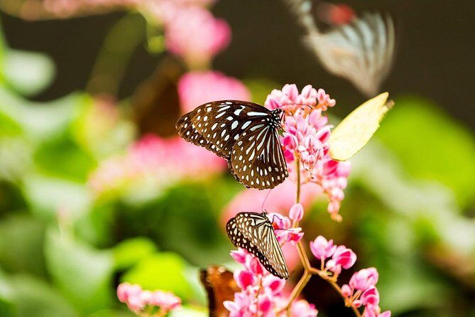Kuala Lumpur Nature And Gardens Tour - Authentic Insights from Reviewers