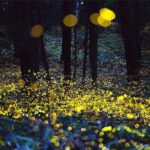 Kuala Selangor Fireflies & Nature Escape  From Kuala Lumpur - Authentic Experiences and Practical Tips