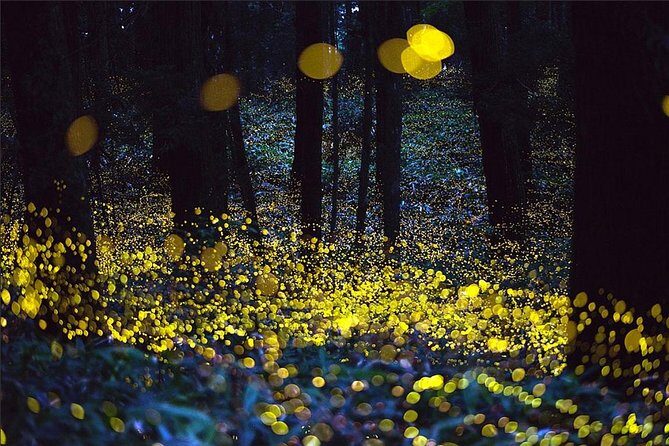Kuala Selangor Fireflies & Nature Escape  From Kuala Lumpur - Authentic Experiences and Practical Tips