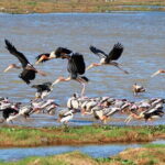 Kumana National Park Full Day Safari from Arugam Bay - Who Is This Safari Best Suited For?