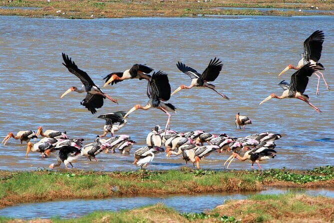 Kumana National Park Full Day Safari from Arugam Bay - Who Is This Safari Best Suited For?
