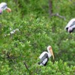 Kumana National Park Private Safari - The Sum Up