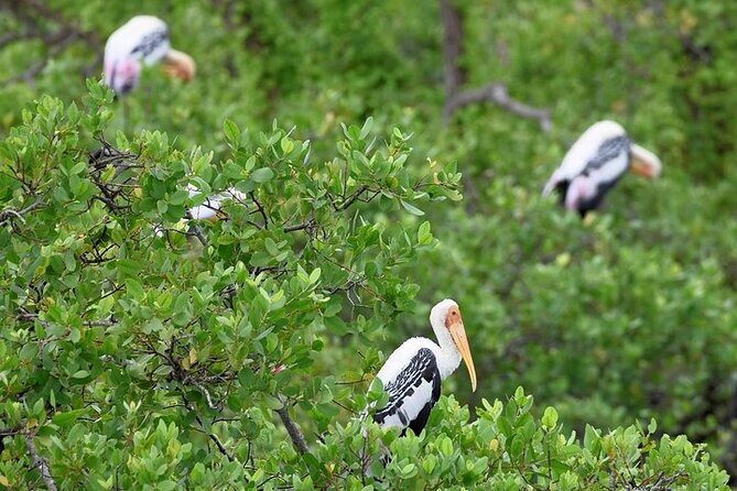 Kumana National Park Private Safari - The Sum Up