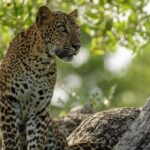 Kumana Safari Drive from Arugam Bay - The Details of the Kumana Safari Drive: What to Expect