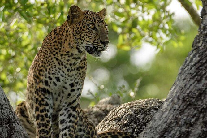 Kumana Safari Drive from Arugam Bay - The Details of the Kumana Safari Drive: What to Expect