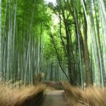 Kyoto Bus Tour: Arashiyama, Kinkaku-ji, Fushimiinari Shrine BF - Who Should Consider This Tour?