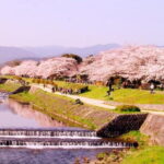 Kyoto Spring Evening (Cherry Blossom) Food Tour - Practical Considerations: What You Need to Know