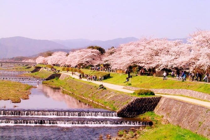 Kyoto Spring Evening (Cherry Blossom) Food Tour - Practical Considerations: What You Need to Know