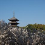 Kyoto's World Heritage Walking Tour from Kyoto st. - Ryoan-ji Temple: Zen Garden and Cherry Blossom Interplay
