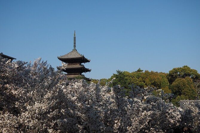 Kyoto's World Heritage Walking Tour from Kyoto st. - Ryoan-ji Temple: Zen Garden and Cherry Blossom Interplay