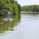Lagoon Escapes Negombo Day Trip - Practical Details and Value