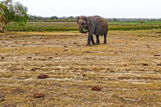 Lahugala Kitulana National Park Safari with Naturalist - The Value of the Experience