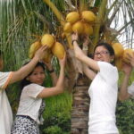Langkawi Mangrove Boat tour With Mardi Agrotechnology Fruit Park - Detailed Breakdown of the Experience