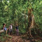 Langkawi Rainforest Jungle Trekking Tour with Private Pickup - Who Would Love This Tour?